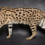 Full Grown F1 Savannah Cat