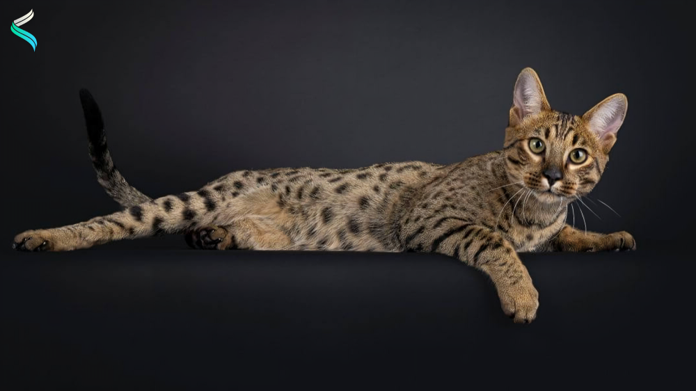 Full Grown F1 Savannah Cat