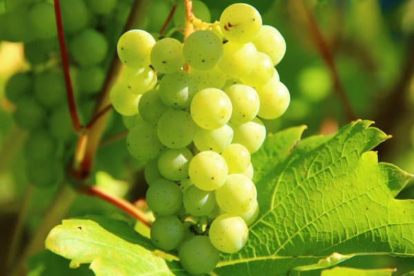 Green Grapes