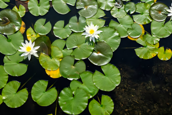 Lily Pads