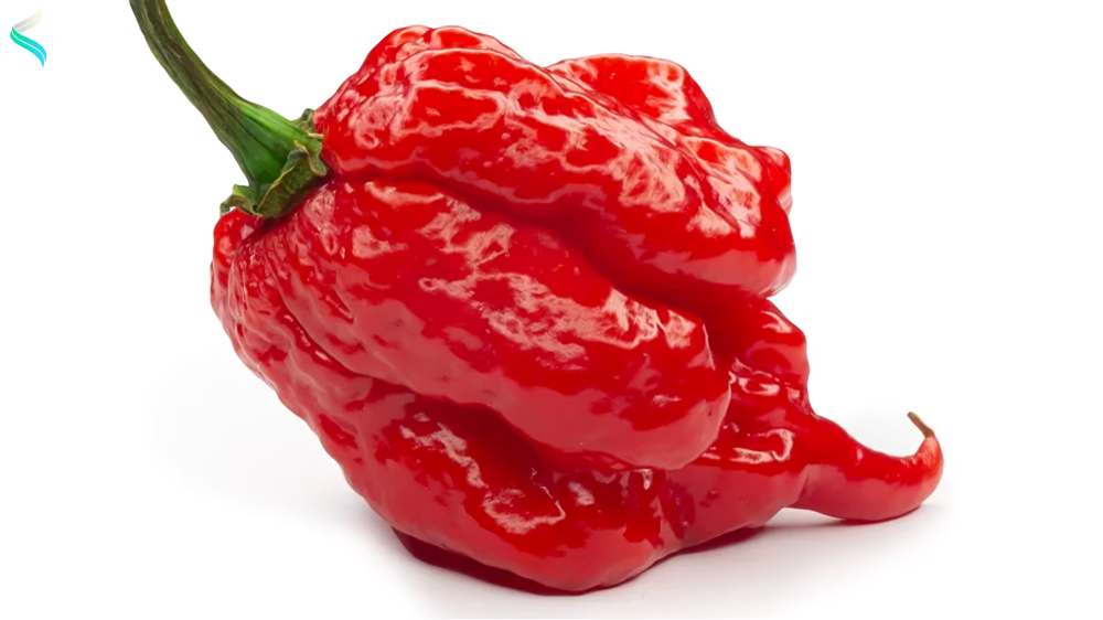 Scorpion Pepper