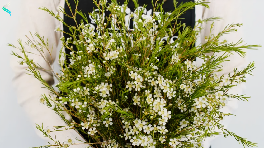 Waxflower