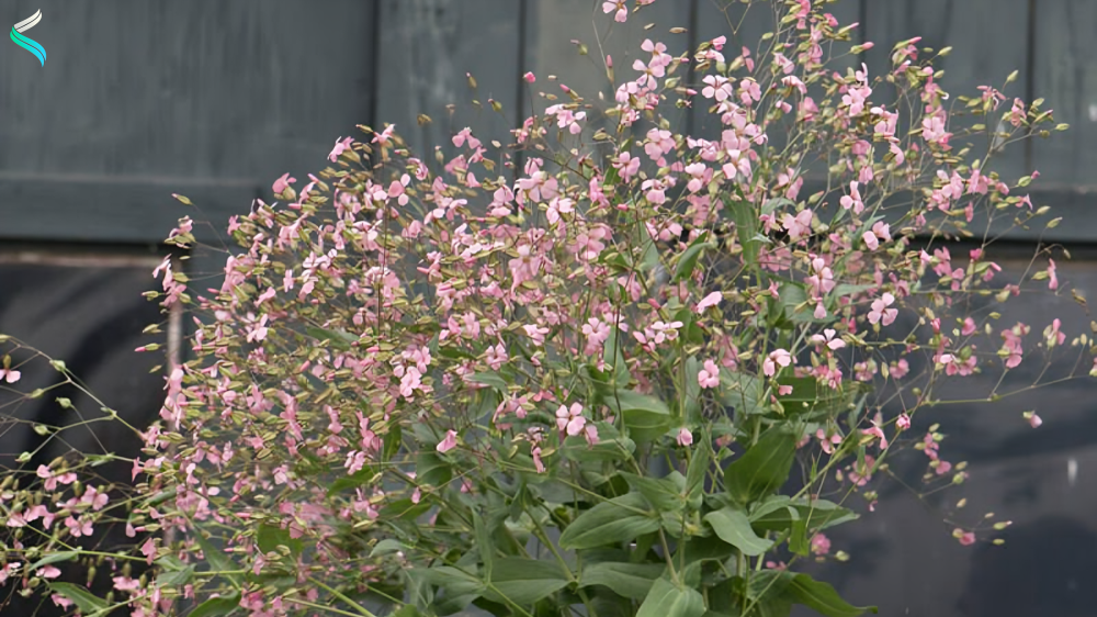 Waxflower