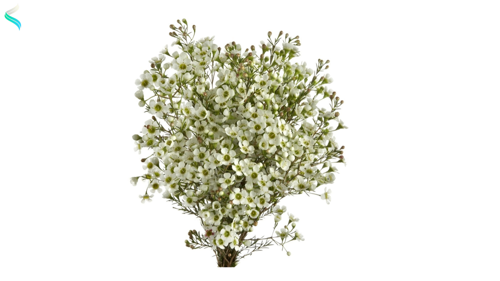 Waxflower