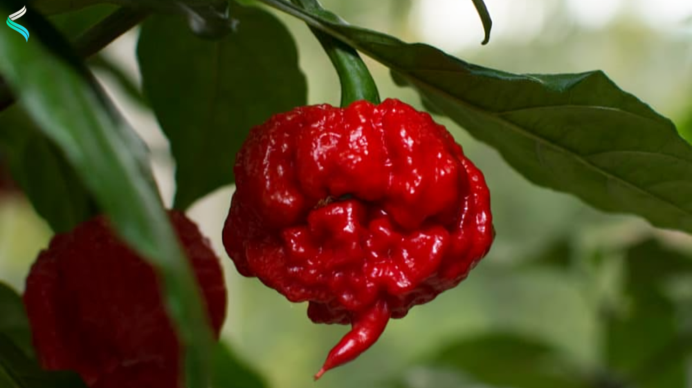 Scorpion Pepper