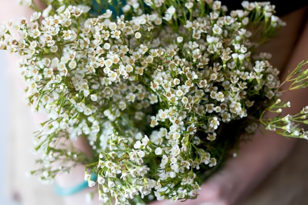 Waxflower