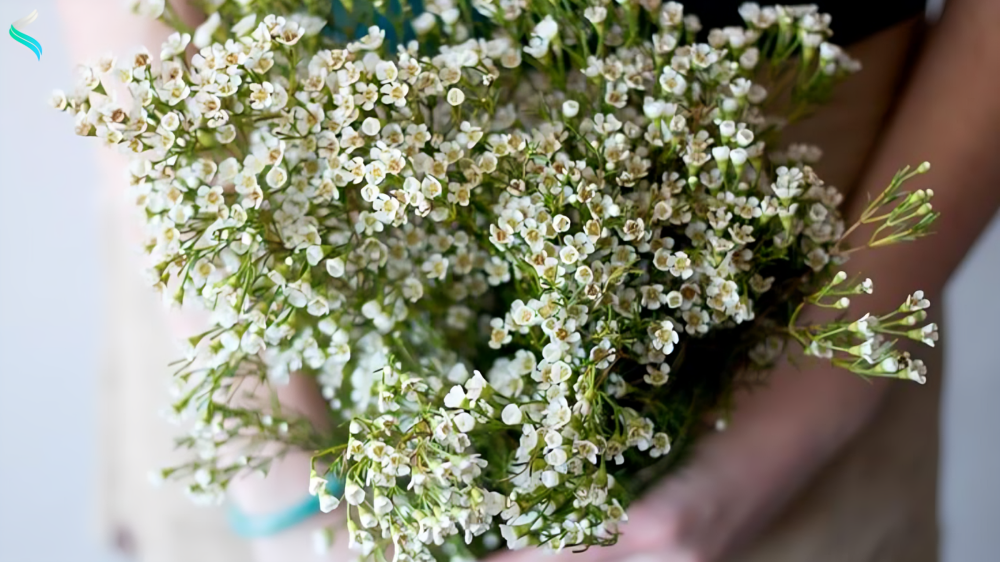 Waxflower