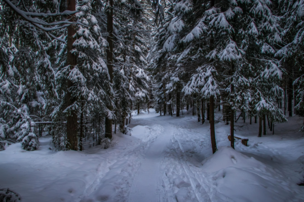 Winter Woods