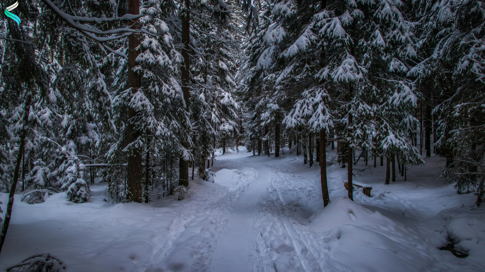 Winter Woods