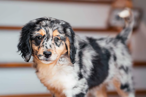 Aussiedoodle