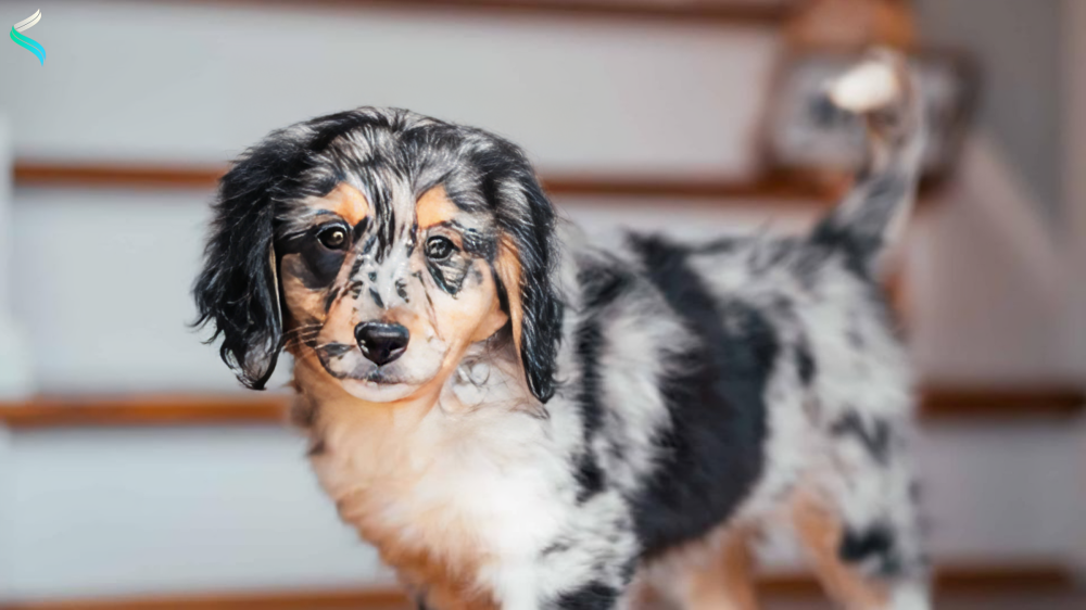 Aussiedoodle