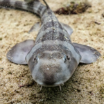 Bamboo Shark