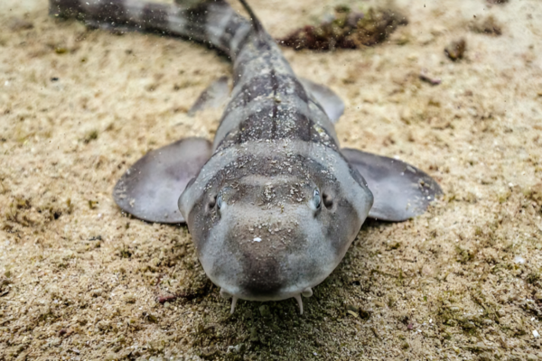 Bamboo Shark