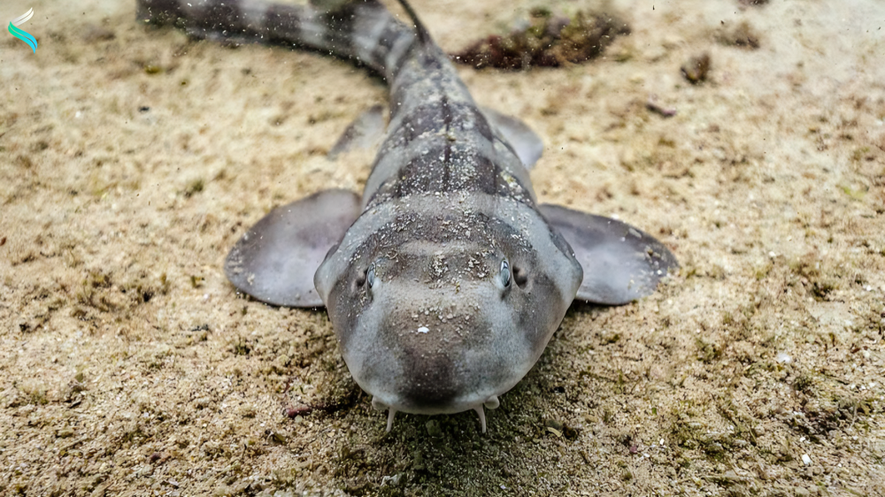 Bamboo Shark