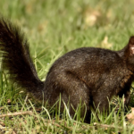 Black Squirrels