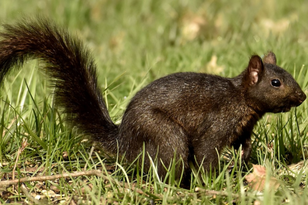 Black Squirrels