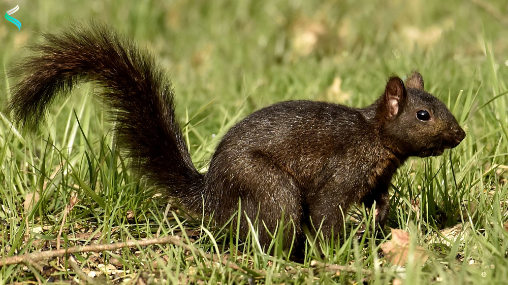 Black Squirrels