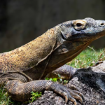 Crocodile Monitor