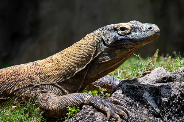 Crocodile Monitor