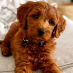 Mini Goldendoodle