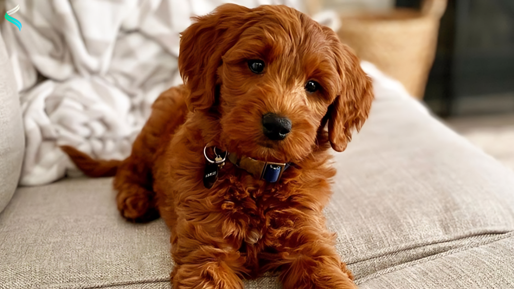 Mini Goldendoodle