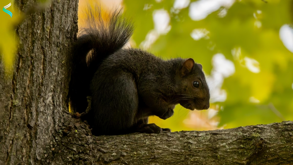 Black Squirrels