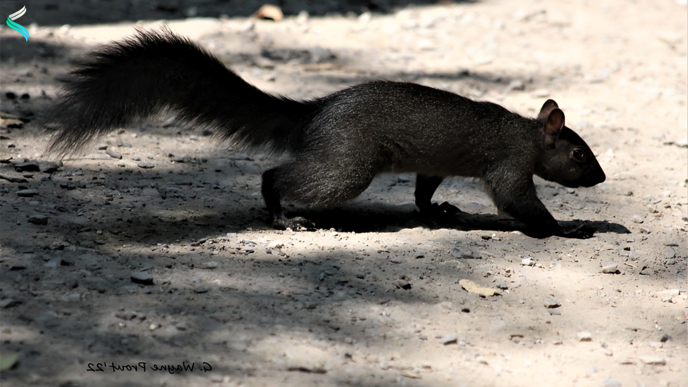 Black Squirrels