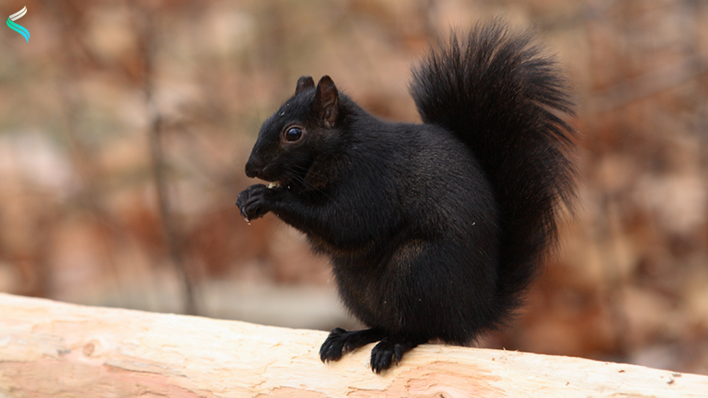 Black Squirrels