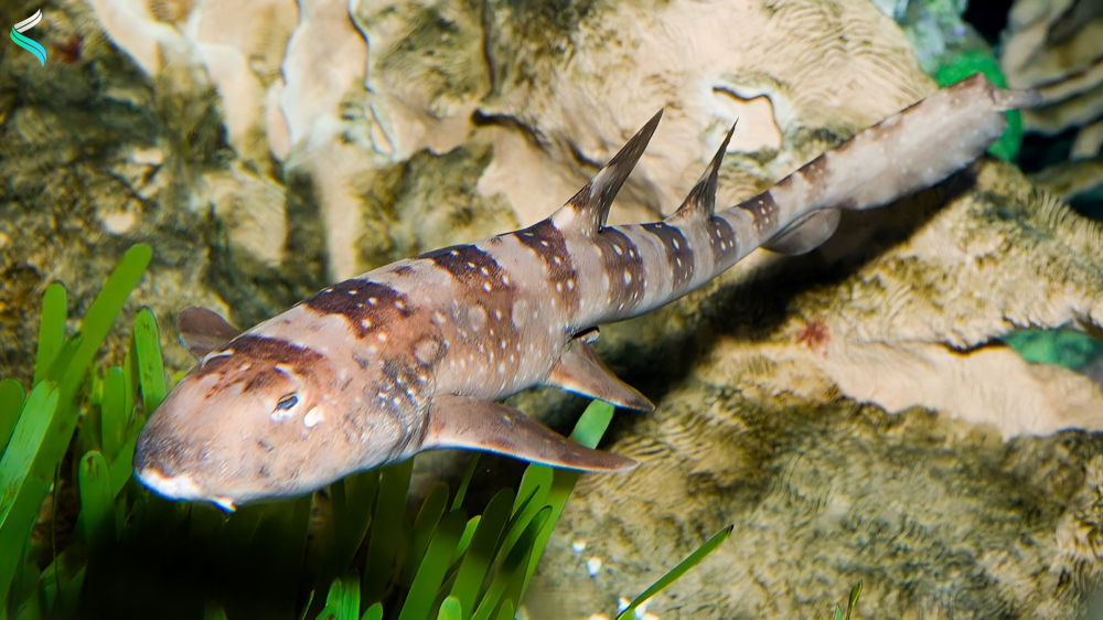 Bamboo Shark