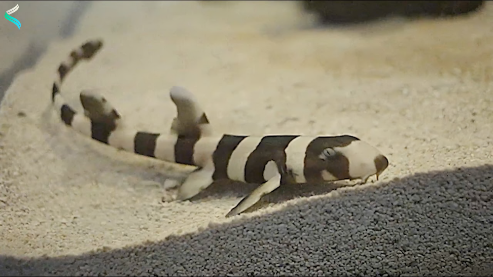 Bamboo Shark