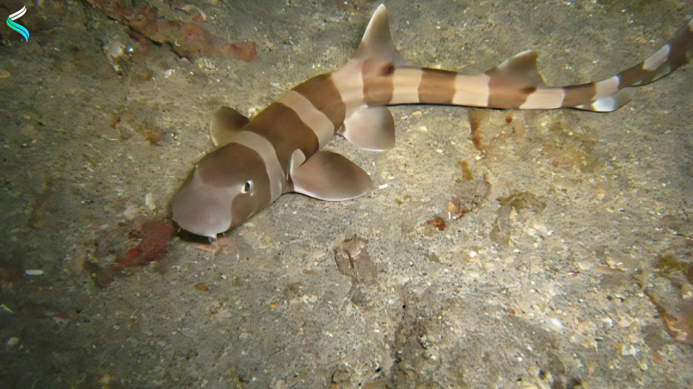 Bamboo Shark