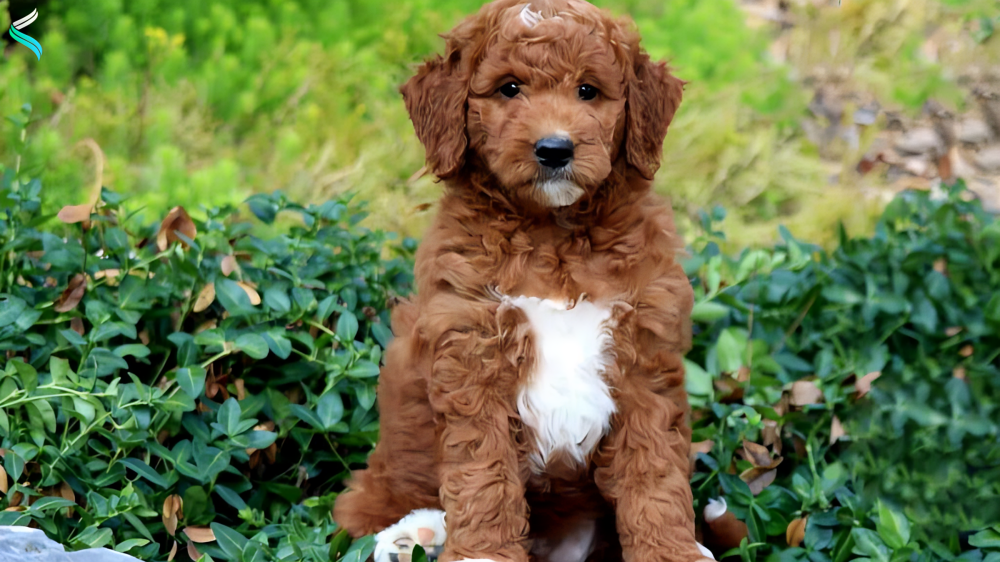 Mini Goldendoodle