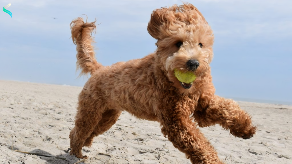 Mini Goldendoodle