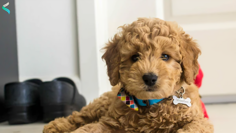 Mini Goldendoodle