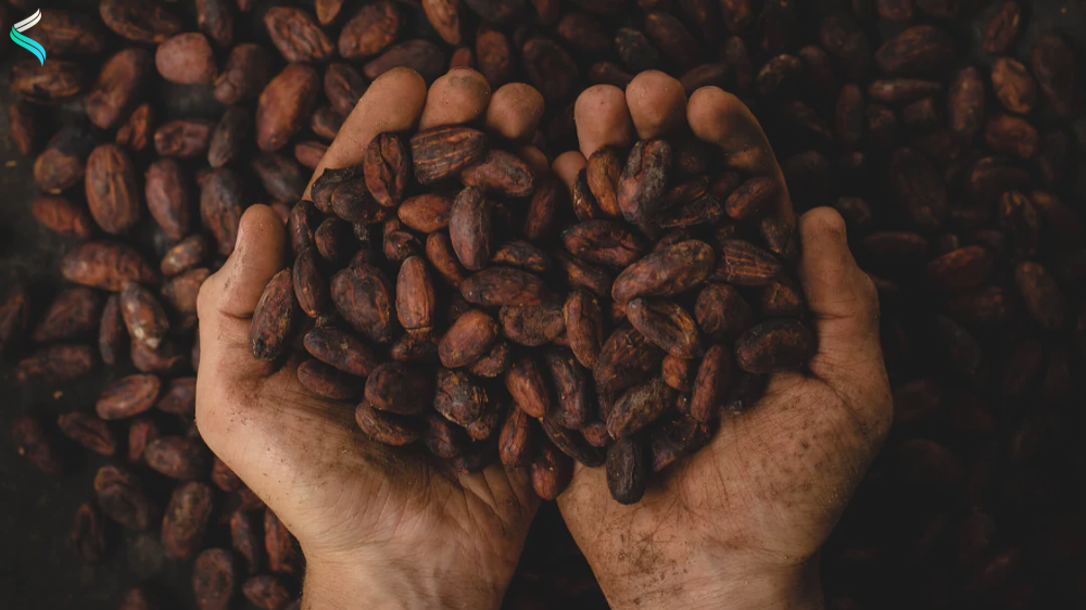 Cacao Beans